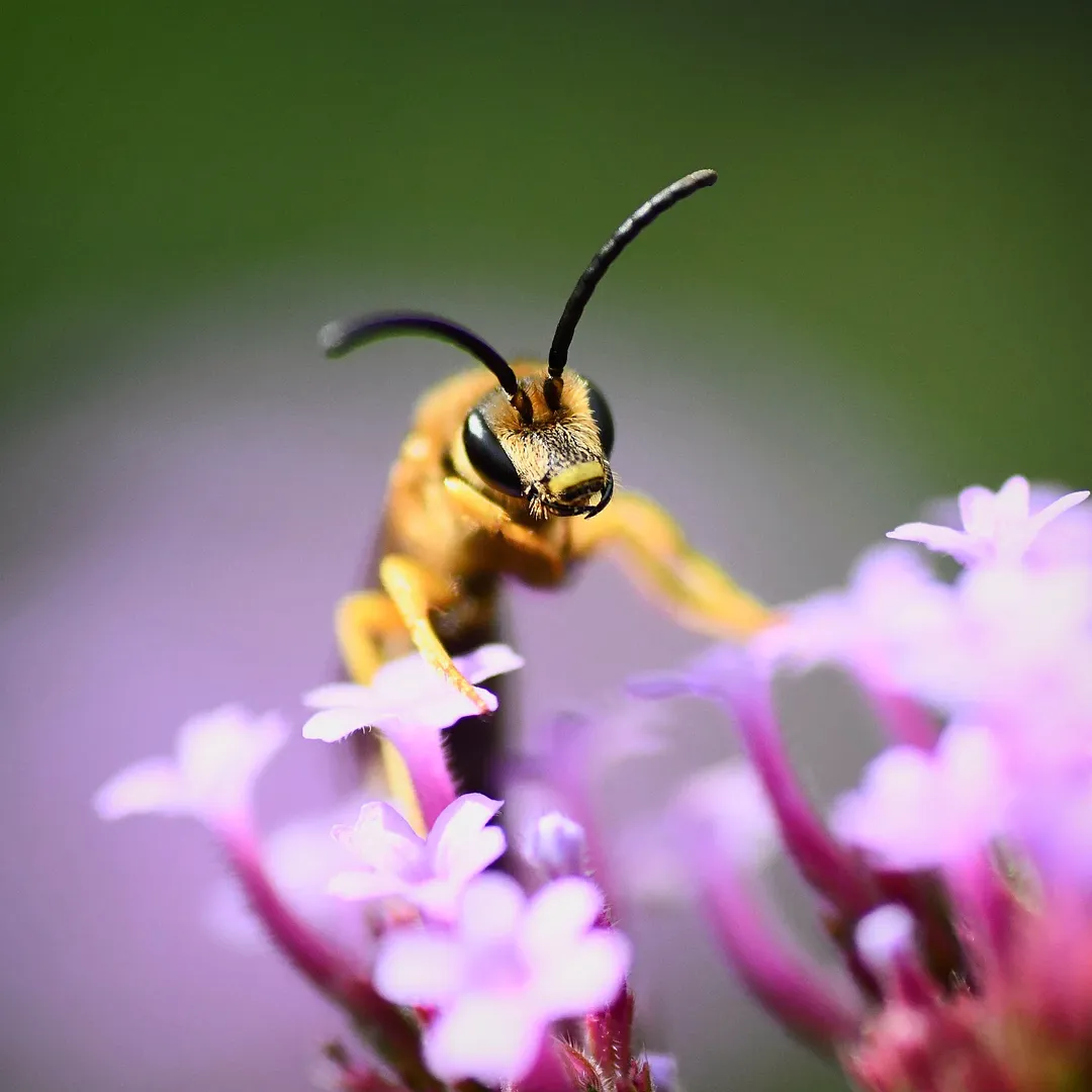 Natuurfotografie in Maastricht | Puurheid en Spontaniteit in Beeld