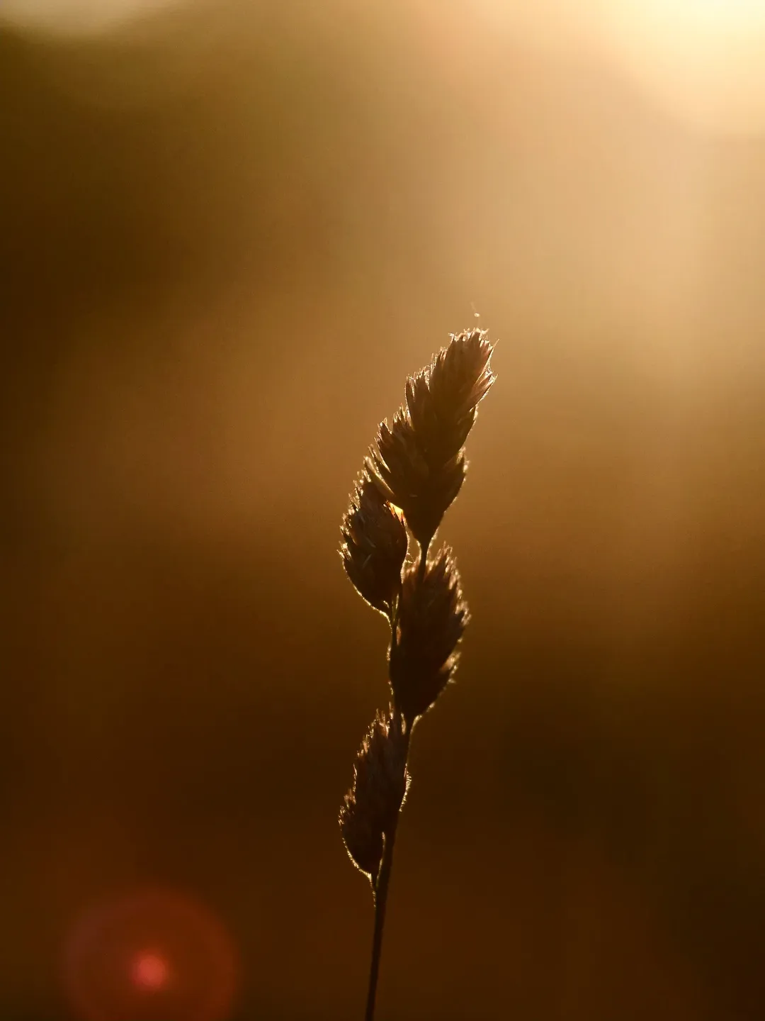 Natuurfotografie in Maastricht | Het Beste van de Natuur Vang Je in Beeld