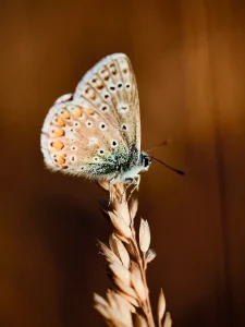 Rustige Natuurfoto’s van de Sint Pietersberg | De Schoonheid van Maastricht Vastgelegd