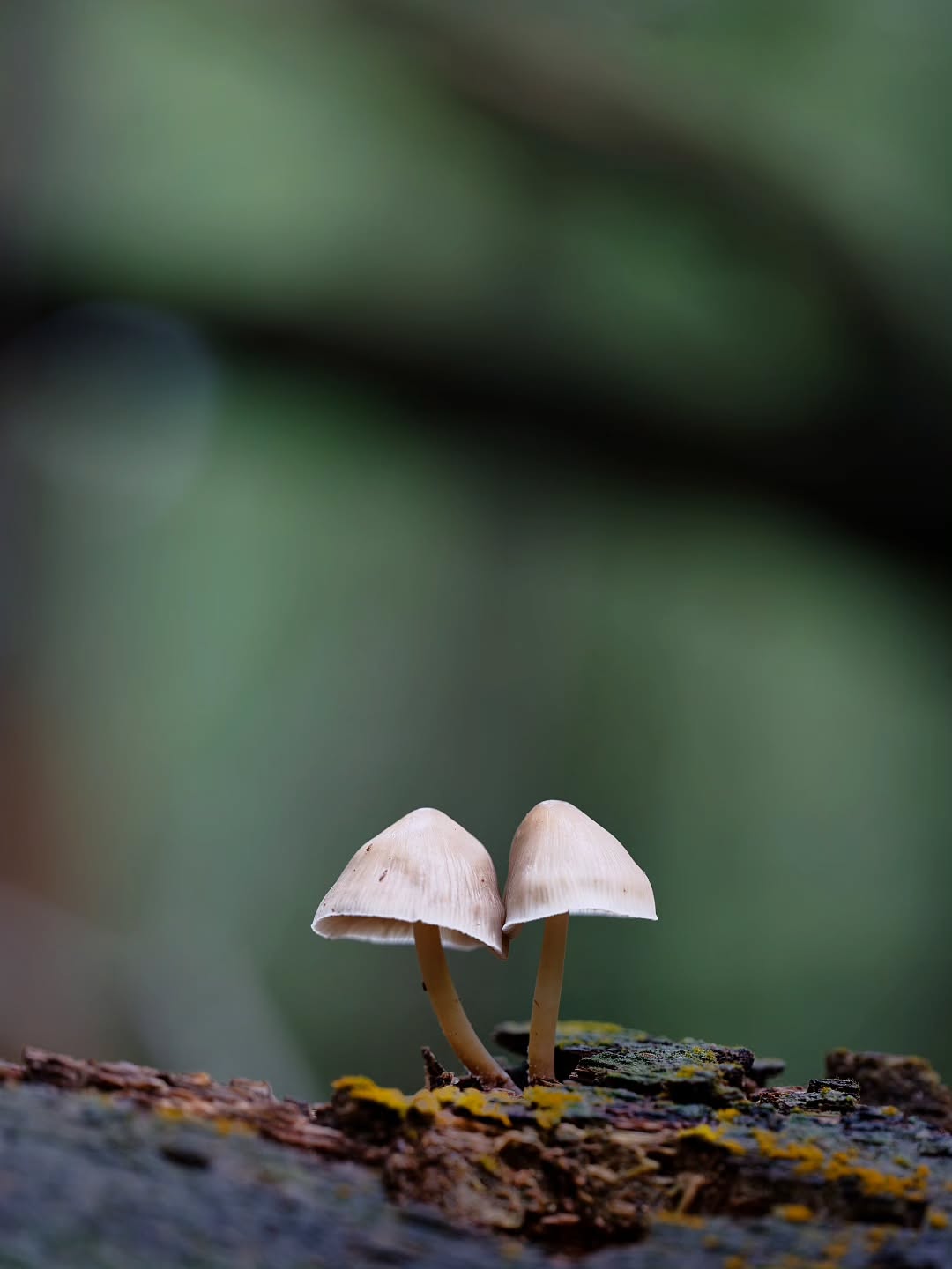 Handgemaakte keramieken wensvaasjes met twee echte paddenstoelen op de foto